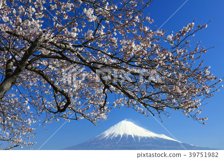 富士櫻花 富士櫻花 39751982