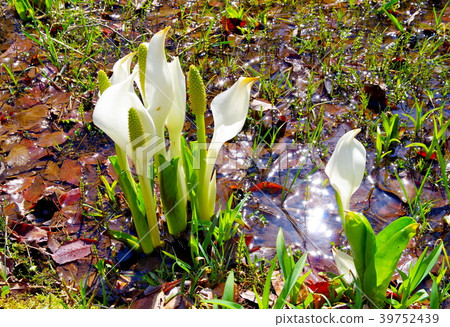 Minamata flower 39752439