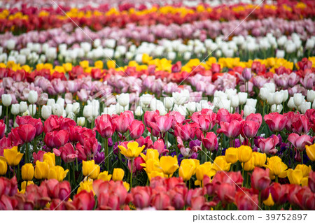 Tulip of Akebonoyama Agricultural Park in Kashiwa City, Chiba Prefecture 39752897