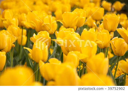 Tulip of Akebonoyama Agricultural Park in Kashiwa City, Chiba Prefecture 39752902