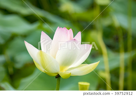 湘南Kakinuma的蓮花 湘南Kakinuma的蓮花 39752912