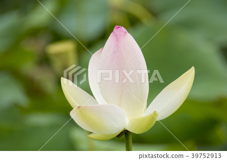 湘南Kakinuma的蓮花 湘南Kakinuma的蓮花 39752913