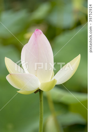 湘南Kakinuma的蓮花 39752914