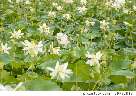 湘南Kakinuma的蓮花 湘南Kakinuma的蓮花 39752918