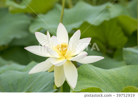 湘南Kakinuma的蓮花 湘南Kakinuma的蓮花 39752919