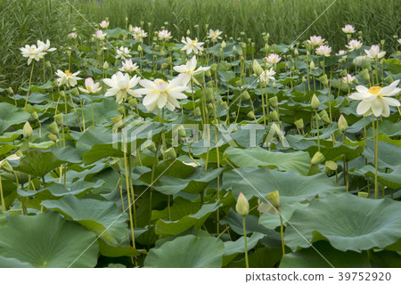 湘南Kakinuma的蓮花 湘南Kakinuma的蓮花 39752920