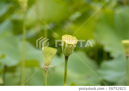 湘南Kakinuma的蓮花 湘南Kakinuma的蓮花 39752921