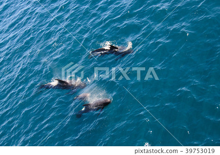 Long-finned Pilot Whales 39753019
