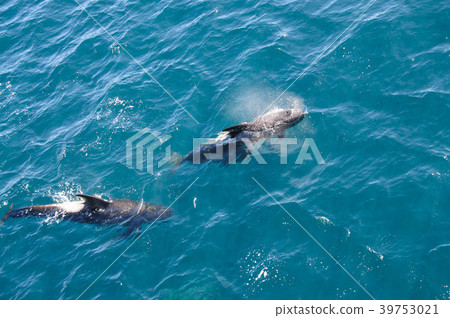 Long-finned Pilot Whales 39753021