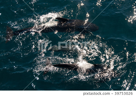 Long-finned Pilot Whales 39753026