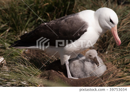 Black-Browed Albatross on Westpoint Island 39753034