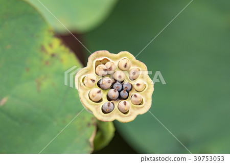 Lotus of Shonan Kakinuma Lotus of Shonan Kakinuma 39753053