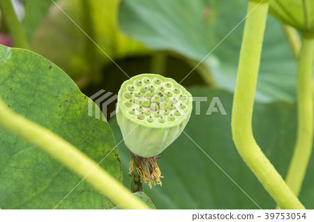 Lotus of Shonan Kakinuma Lotus of Shonan Kakinuma 39753054