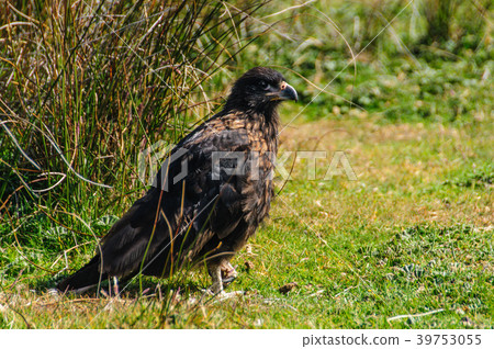 Striated Caracara on the Falkland Islands Striated Caracara on the Falkland Islands 39753055