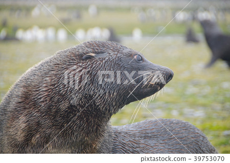 Fur Seals on South Georgia's Salisbury Plains 39753070