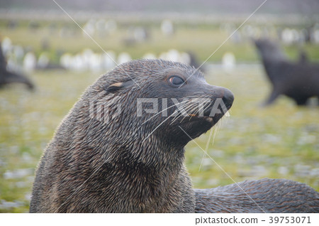 Fur Seals on South Georgia's Salisbury Plains Fur Seals on South Georgia's Salisbury Plains 39753071
