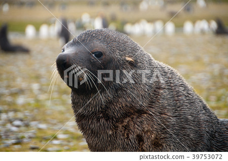 Fur Seals on South Georgia's Salisbury Plains Fur Seals on South Georgia's Salisbury Plains 39753072