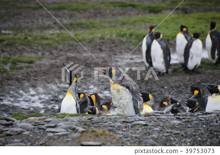 King Penguins on Salisbury plains King Penguins on Salisbury plains 39753073