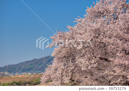 Cherry blossoms in Yodogawa River Park back split levee in full bloom Cherry blossoms in Yodogawa River Park back split levee in full bloom 39753279