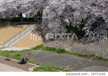 Cherry blossoms in Yodogawa River Park back split levee in full bloom Cherry blossoms in Yodogawa River Park back split levee in full bloom 39753280