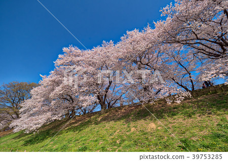 Blue sky and cherry blossom 39753285