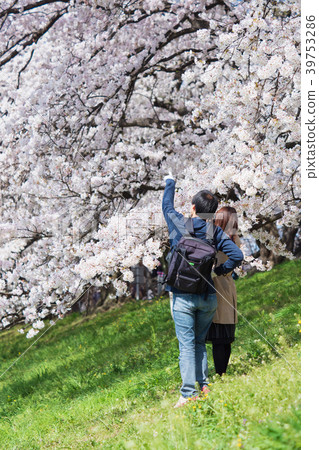 A couple looking at cherry blossoms happily 39753286