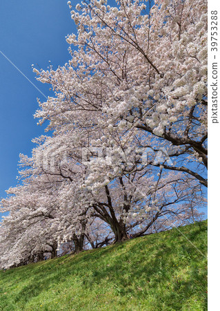 Longitudinal photograph of cherry blossoms from Kamogawa River Park Back Split, seen from below Longitudinal photograph of cherry blossoms from Kamogawa River Park Back Split, seen from below 39753288