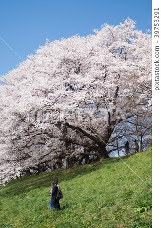 Cherry blossoms of Kamogawa River Park back split seen from below 39753291