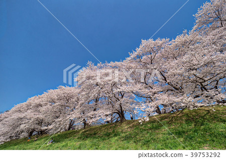 Cherry blossoms from Kamogawa River Park Back Split, seen from below Cherry blossoms from Kamogawa River Park Back Split, seen from below 39753292