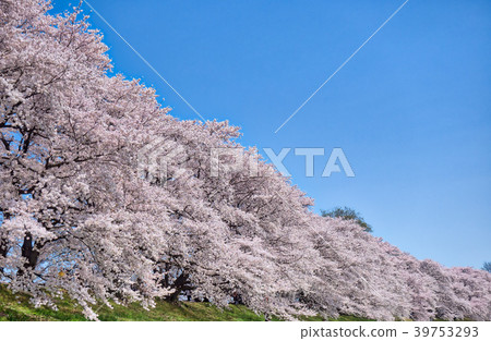 淀川河公園的櫻花背斜裂堤與對角線組成 淀川河公園的櫻花背斜裂堤與對角線組成 39753293