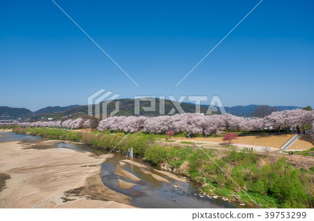 Sakura, a panoramic view of Kamogawa River Park back split levee Sakura, a panoramic view of Kamogawa River Park back split levee 39753299