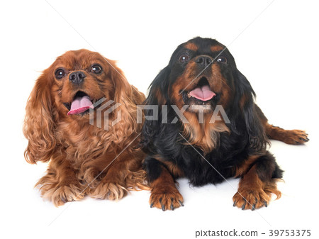 black and tan cavalier king charles 39753375