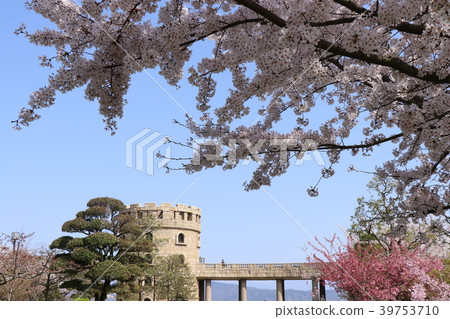 松山將軍公園觀景塔和櫻花盛開 松山將軍公園觀景塔和櫻花盛開 39753710