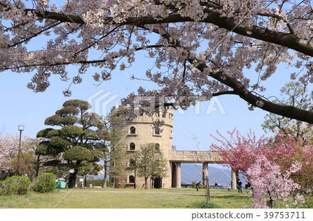 松山將軍公園觀景塔和櫻花盛開 松山將軍公園觀景塔和櫻花盛開 39753711