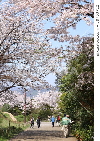 在松山將軍公園盛開的櫻花 在松山將軍公園盛開的櫻花 39753712