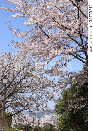 在松山將軍公園盛開的櫻花 在松山將軍公園盛開的櫻花 39753713