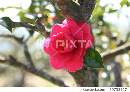 Manyo no Tsubaki 39753837