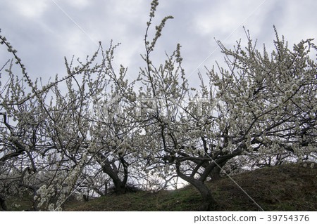 Plum, Plum Village, Gwangyang, Jeonnam Plum, Plum Village, Gwangyang, Jeonnam 39754376
