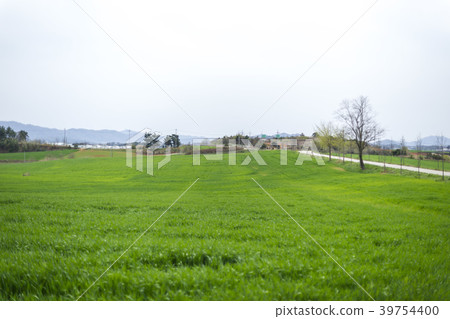 Blue barley field, academy farm, Gochang-gun, Jeonbuk 39754400
