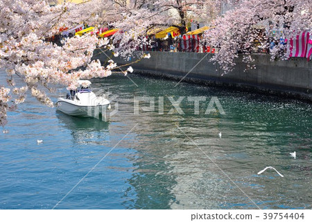 People who look at cherry blossoms of Yokohama Ooka River from a cruiser 39754404