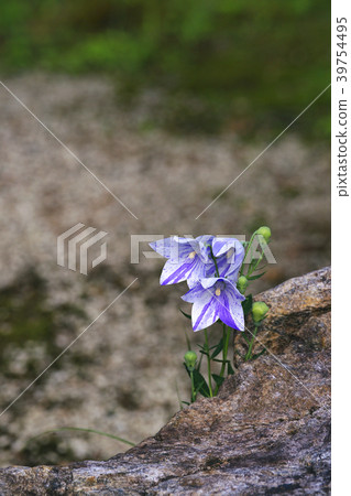 Bellflower 39754495