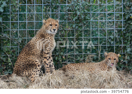 Cheetah of Izu Animal Kingdom 39754776