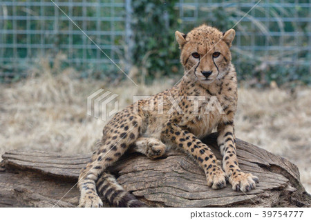 Cheetah of Izu Animal Kingdom - Stock Photo [39754777] - PIXTA
