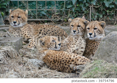 Cheetah of Izu Animal Kingdom 39754796