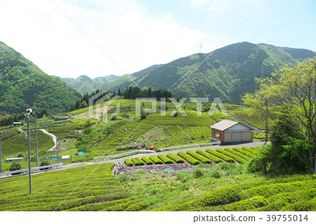 在天空Kamiga流岐阜的茶園 39755014