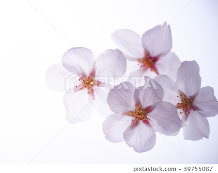 淡櫻花花瓣 39755087
