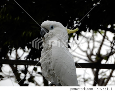 Omekibatan triton cockatoo bird Omekibatan triton cockatoo bird 39755101