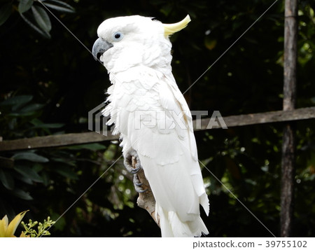 Omekibatan氚核美冠鸚鵡鳥 Omekibatan氚核美冠鸚鵡鳥 39755102