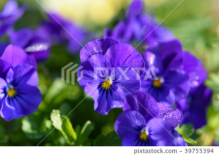 Flowers wet with morning dew 39755394