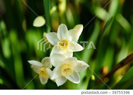 Narcissus 39755396